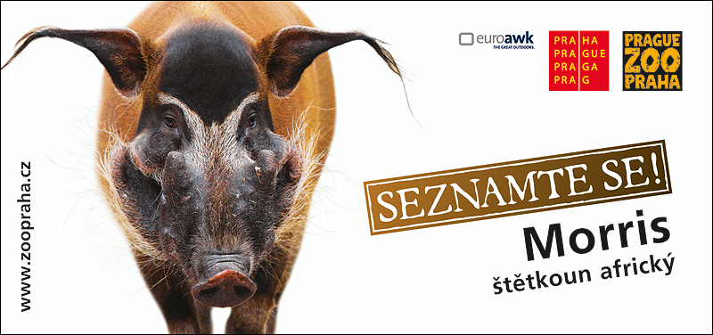 Reklamní kampaň Seznamte se! Štětkoun africký Morris, (c) Zoo Praha